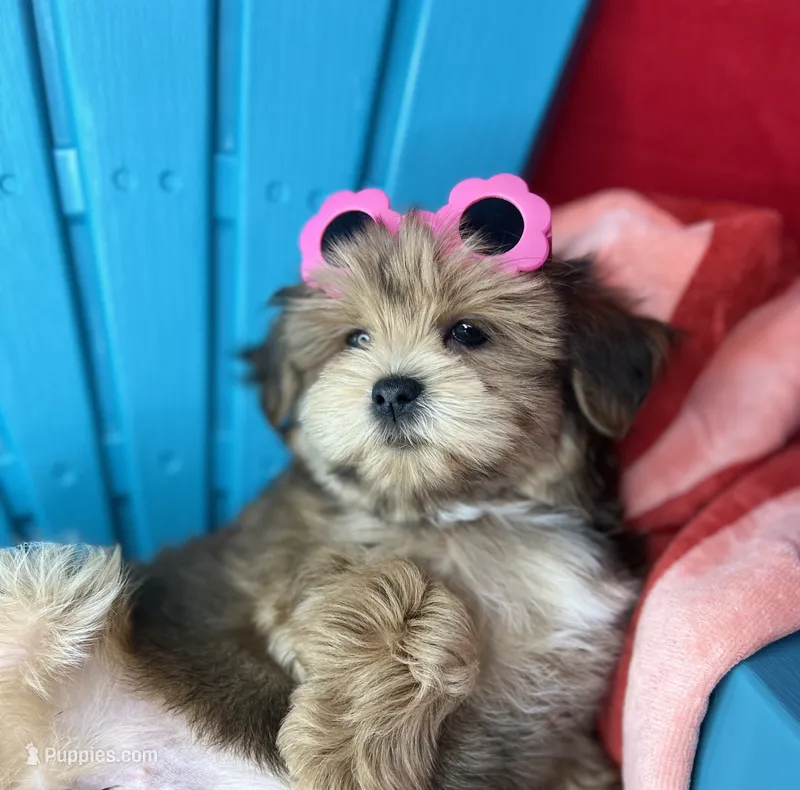 Baby doll face!  vet check fecal test ready now!  – Shih Tzu, Yorkshire Terrier puppy for sale in Tacoma, WA