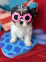 Abbey EXTREME BABY DOLL FACE! Ready now, a female Shih Tzu and Yorkshire Terrier for sale in Tacoma, WA – 3 of 10