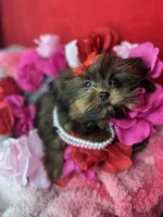 Tiny Lucy ready now! Tiny shorkie girl , a female Shih Tzu and Yorkshire Terrier for sale in Tacoma, WA – 10 of 10