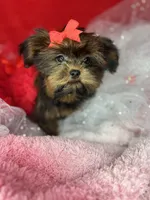 Tiny Lucy ready now! Tiny shorkie girl , a female Shih Tzu and Yorkshire Terrier for sale in Tacoma, WA – 7 of 10
