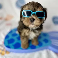 Hank extreme teddy bear face! , a male Shorkie for sale in Tacoma, WA – 3 of 10