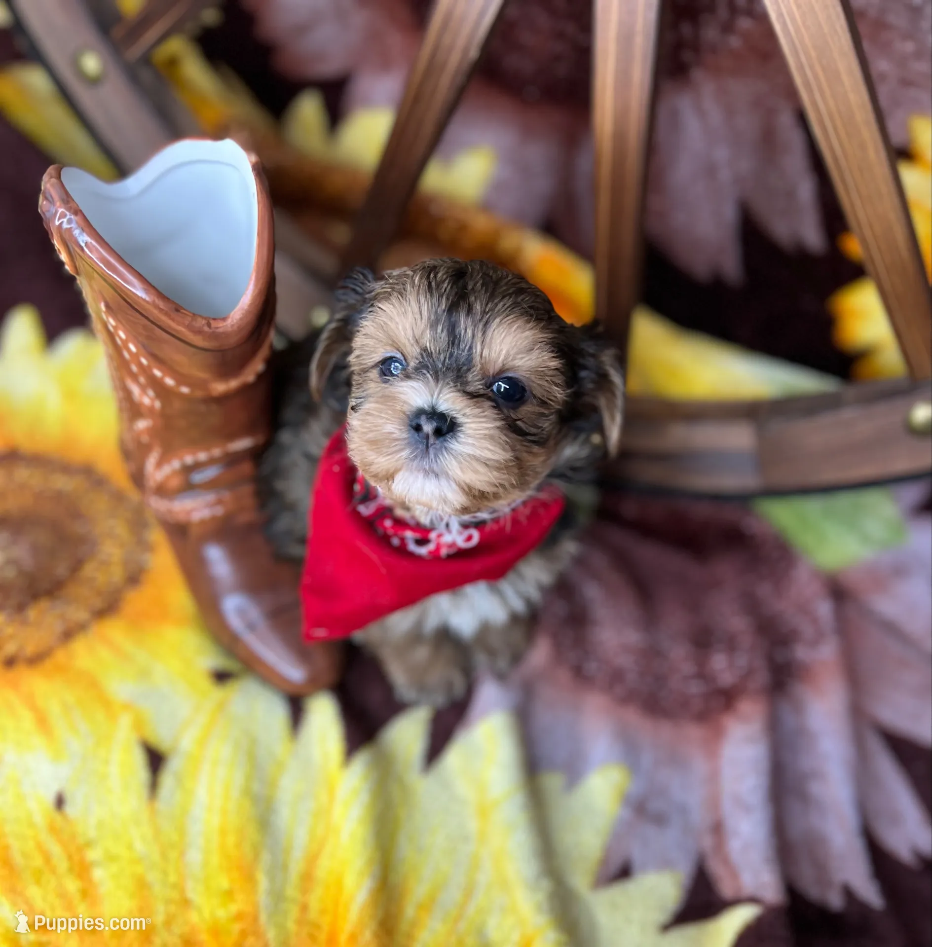 JACKS sunshine gold , a male Shorkie for sale in Tacoma, WA – 2 of 8