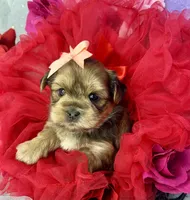 Avalon, a female Shorkie for sale in Tacoma, WA – Photo 2 of 10