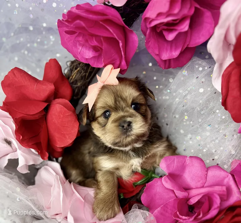 Avalon – Shorkie puppy for sale in Tacoma, WA
