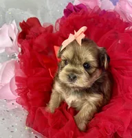 Avalon, a female Shorkie for sale in Tacoma, WA – Photo 10 of 10