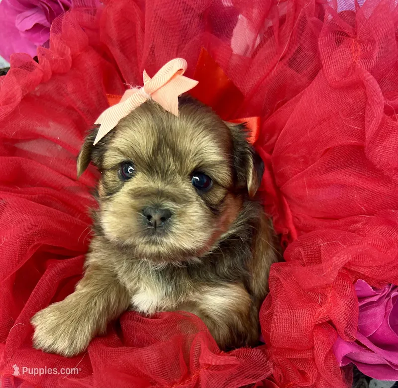 Avalon The sweetest baby doll face ever!  – Shih Tzu, Yorkshire Terrier puppy for sale in Tacoma, WA