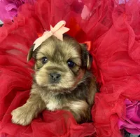 Avalon, a female Shorkie for sale in Tacoma, WA – Photo 9 of 10