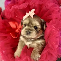 Avalon, a female Shorkie for sale in Tacoma, WA – Photo 6 of 10