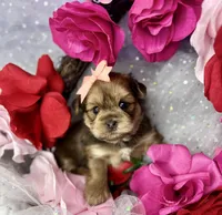 Avalon, a female Shorkie for sale in Tacoma, WA – Photo 3 of 10