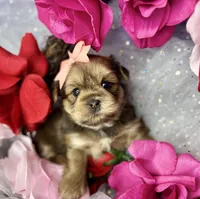 Avalon, a female Shorkie for sale in Tacoma, WA – Photo 4 of 10