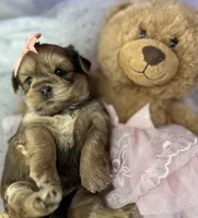 Avalon, a female Shorkie for sale in Tacoma, WA – Photo 5 of 10