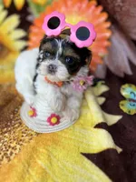  Extreme xTiny baby doll face girl , a female Shih Tzu and Yorkshire Terrier for sale in Tacoma, WA – 4 of 10