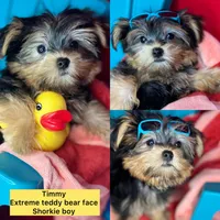 Tiny Timmy Extreme teddy bear face shorkie , a male Shih Tzu and Yorkshire Terrier for sale in Tacoma, WA – 8 of 9