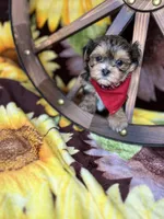 JACKS sunshine gold , a male Shorkie for sale in Tacoma, WA – 5 of 8