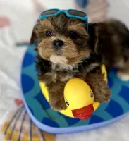 Hank extreme teddy bear face! , a male Shorkie for sale in Tacoma, WA – 2 of 10
