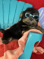 Xxxtiny Tommy shorkie boy , a male Shih Tzu and Yorkshire Terrier for sale in Tacoma, WA – 8 of 10