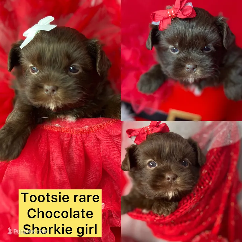 TOOTSIE CHOCOLATE SHORKIE  – Shih Tzu, Yorkshire Terrier puppy for sale in Tacoma, WA