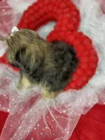 Amour Sweetest girl ready now , a female Shih Tzu and Yorkshire Terrier for sale in Tacoma, WA – 7 of 7