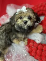 Amore Extreme baby doll face vet check ready now , a female Shih Tzu and Yorkshire Terrier for sale in Tacoma, WA – 4 of 6