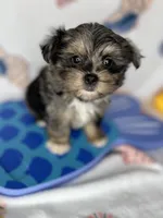 Maverick  vet check fecal test ready now! , a male Shih Tzu and Yorkshire Terrier for sale in Tacoma, WA – 7 of 10