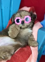 Baby doll face!  vet check fecal test ready now! , a female Shih Tzu and Yorkshire Terrier for sale in Tacoma, WA – 2 of 8