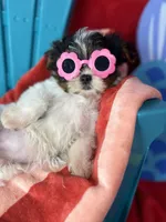 Abbey EXTREME BABY DOLL FACE! Ready now, a female Shih Tzu and Yorkshire Terrier for sale in Tacoma, WA – 5 of 10