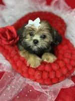 Amour Sweetest girl ready now , a female Shih Tzu and Yorkshire Terrier for sale in Tacoma, WA – 3 of 7