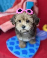 Baby doll face!  vet check fecal test ready now! , a female Shih Tzu and Yorkshire Terrier for sale in Tacoma, WA – 4 of 8