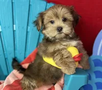 Baby doll face!  vet check fecal test ready now! , a female Shih Tzu and Yorkshire Terrier for sale in Tacoma, WA – 7 of 8