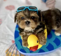 Hank extreme teddy bear face! , a male Shorkie for sale in Tacoma, WA – 8 of 10