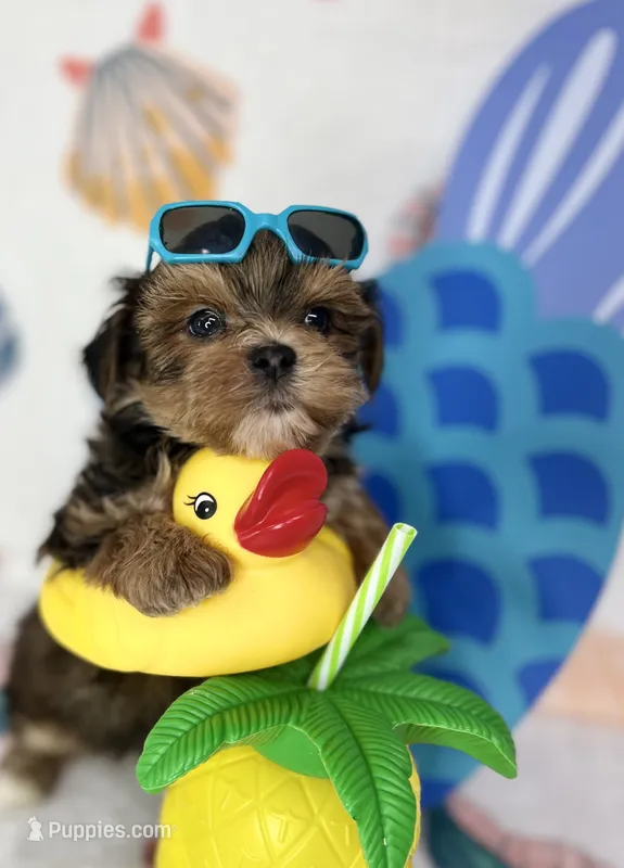 Hank extreme teddy bear face!  – Shorkie puppy for sale in Tacoma, WA