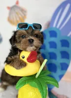 Hank extreme teddy bear face! , a male Shorkie for sale in Tacoma, WA – 6 of 10