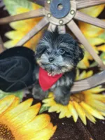 Extreme teddy bear face! Vet checked ready now , a male Shih Tzu and Yorkshire Terrier for sale in Tacoma, WA – 4 of 6