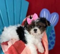 Abbey EXTREME BABY DOLL FACE! Ready now, a female Shih Tzu and Yorkshire Terrier for sale in Tacoma, WA – 10 of 10