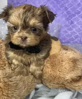 Little Johnnie extreme  teddy bear face , a male Shih Tzu and Yorkshire Terrier for sale in Tacoma, WA – Photo 4 of 6