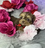 Little Johnnie extreme  teddy bear face , a male Shih Tzu and Yorkshire Terrier for sale in Tacoma, WA – Photo 6 of 6