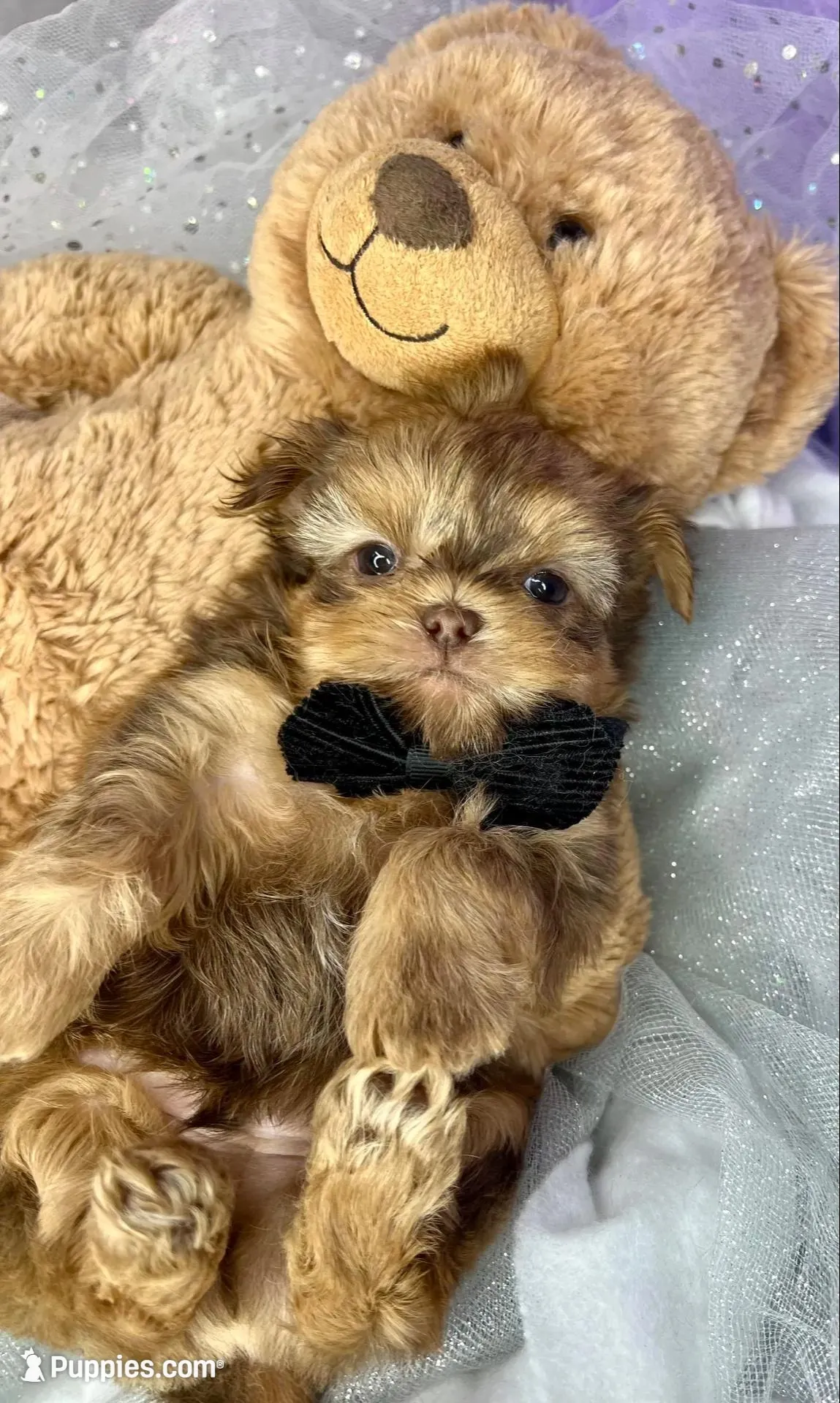 Little Johnnie extreme  teddy bear face , a male Shih Tzu and Yorkshire Terrier for sale in Tacoma, WA – Photo 2 of 6