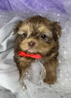 Little Johnnie extreme  teddy bear face , a male Shih Tzu and Yorkshire Terrier for sale in Tacoma, WA – Photo 3 of 6