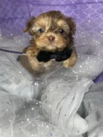 Little Johnnie extreme  teddy bear face , a male Shih Tzu and Yorkshire Terrier for sale in Tacoma, WA – Photo 5 of 6