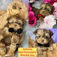 Little Johnnie extreme  teddy bear face , a male Shih Tzu and Yorkshire Terrier for sale in Tacoma, WA – Photo 1 of 6