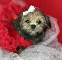Amour Sweetest girl ready now , a female Shih Tzu and Yorkshire Terrier for sale in Tacoma, WA – 2 of 7