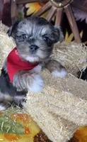 Maverick  Merle teddy bear face , a male Shorkie for sale in Tacoma, WA – Photo 3 of 10