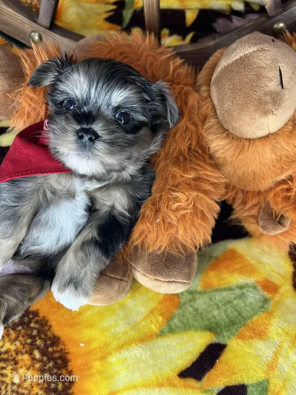 Maverick  Merle teddy bear face  – Shorkie puppy for sale in Tacoma, WA