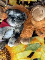 Maverick  Merle teddy bear face , a male Shorkie for sale in Tacoma, WA – Photo 1 of 10