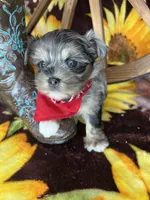 Maverick  Merle teddy bear face , a male Shorkie for sale in Tacoma, WA – Photo 10 of 10