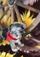 Maverick  Merle teddy bear face , a male Shorkie for sale in Tacoma, WA – Photo 6 of 10