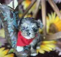 Maverick  Merle teddy bear face , a male Shorkie for sale in Tacoma, WA – Photo 7 of 10