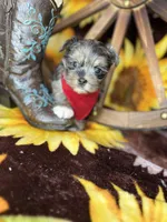 Maverick  Merle teddy bear face , a male Shorkie for sale in Tacoma, WA – Photo 9 of 10