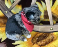 Maverick  Merle teddy bear face , a male Shorkie for sale in Tacoma, WA – Photo 5 of 10