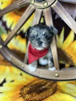Maverick  Merle teddy bear face , a male Shorkie for sale in Tacoma, WA – Photo 8 of 10